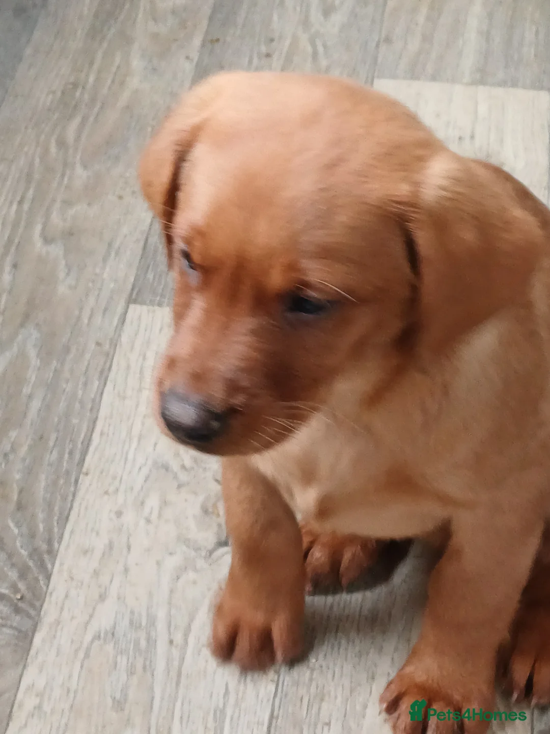 Labrador Retriever dogs for sale: LABRADOR PUPPIES - FOX RED - Advert 14