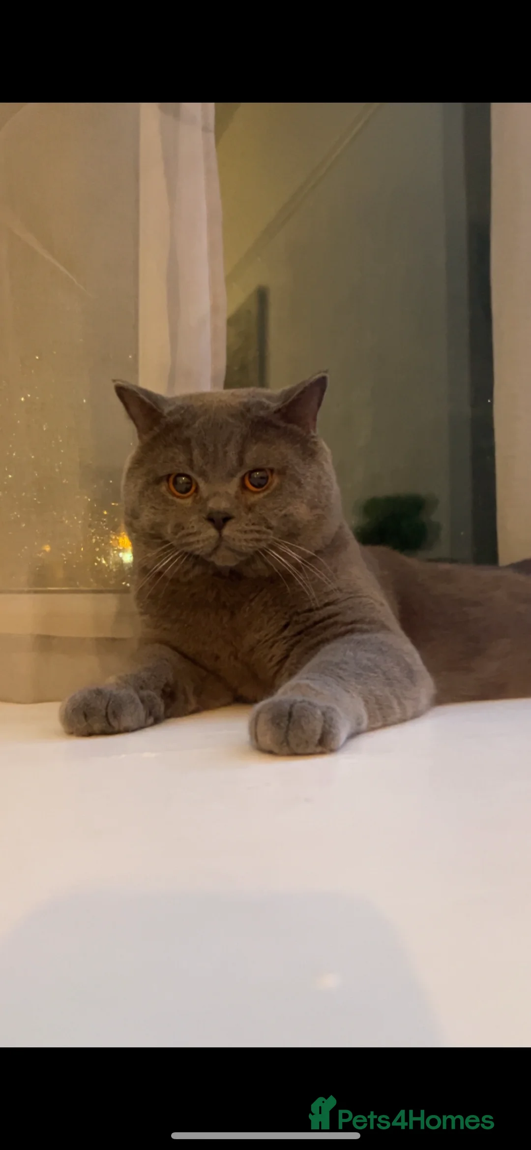 British Shorthair cats for sale: Blue GCCF Active Registered Male for Sale - Advert 3