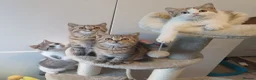 British Shorthair cats for sale: Ready to leave🐱 - Advert 7
