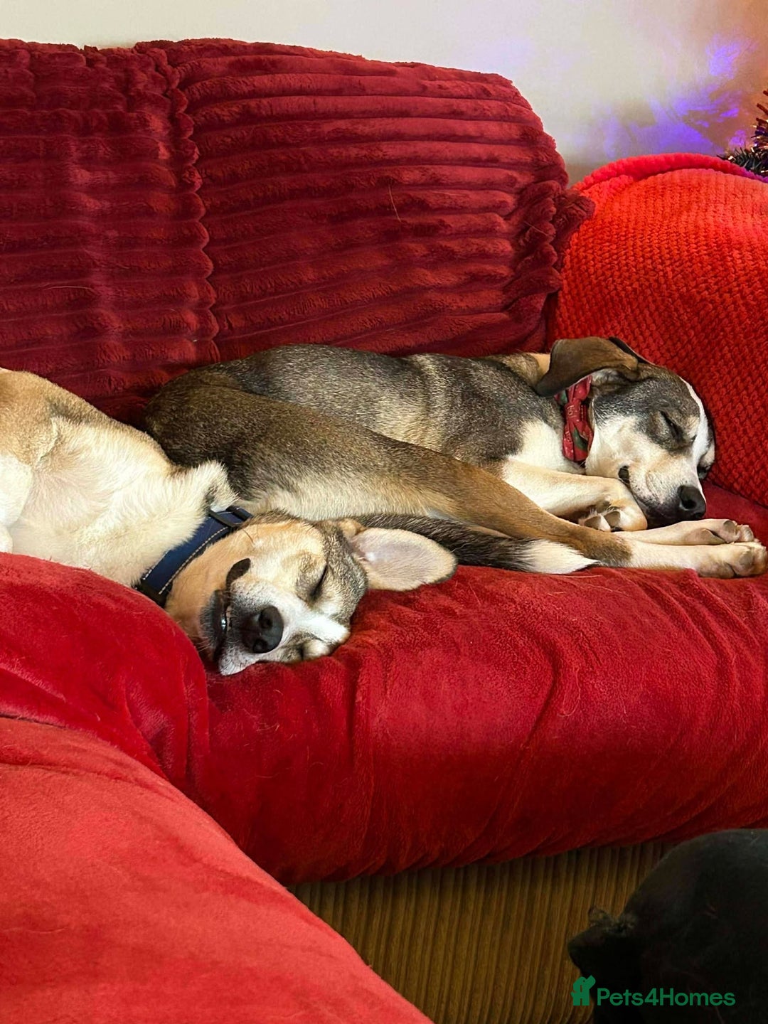 Mixed Breed dogs for adoption: MABEL - FOR ADOPTION  - Advert 4