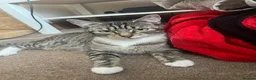 Mixed Breed cats for sale: Two Gorgeous Fluffy Female Kittens for Sale - Advert 5