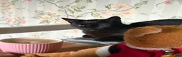 Mixed Breed cats for sale: Female black cat - 3 years old - rehoming - Advert 4