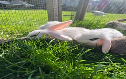 French Lop rabbits for sale: Beautiful Lop bunnies  - Image 9
