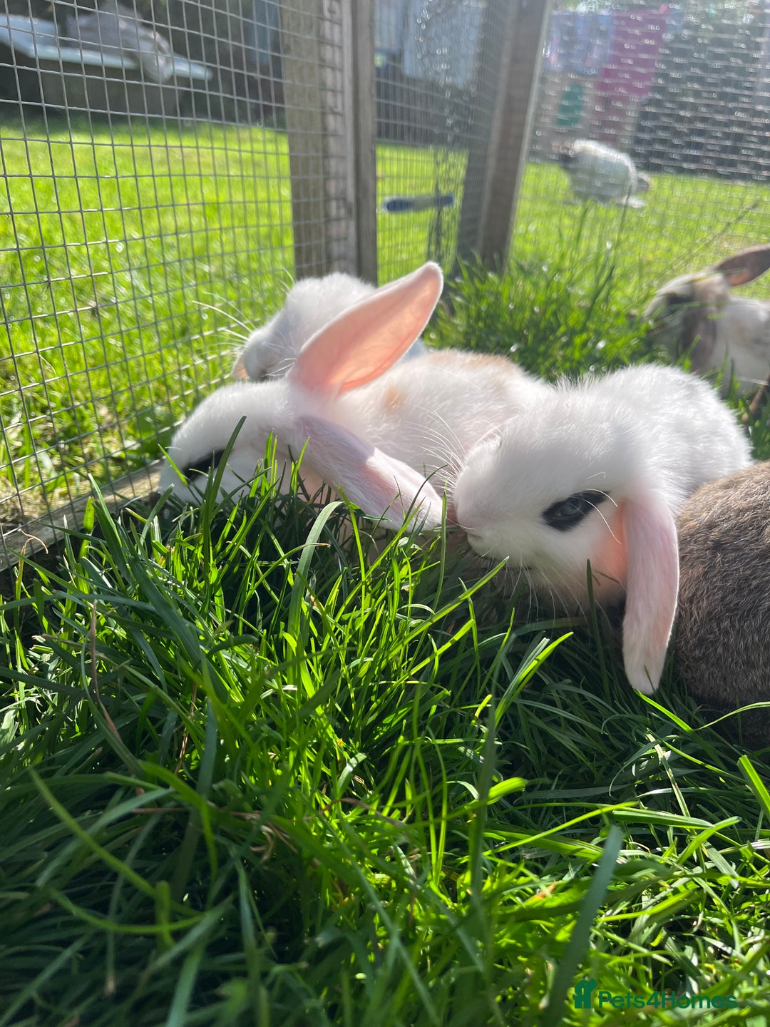 French Lop rabbits for sale: Beautiful Lop bunnies  - Image 9