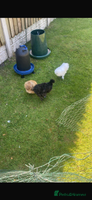 Chickens poultry - Advert 7