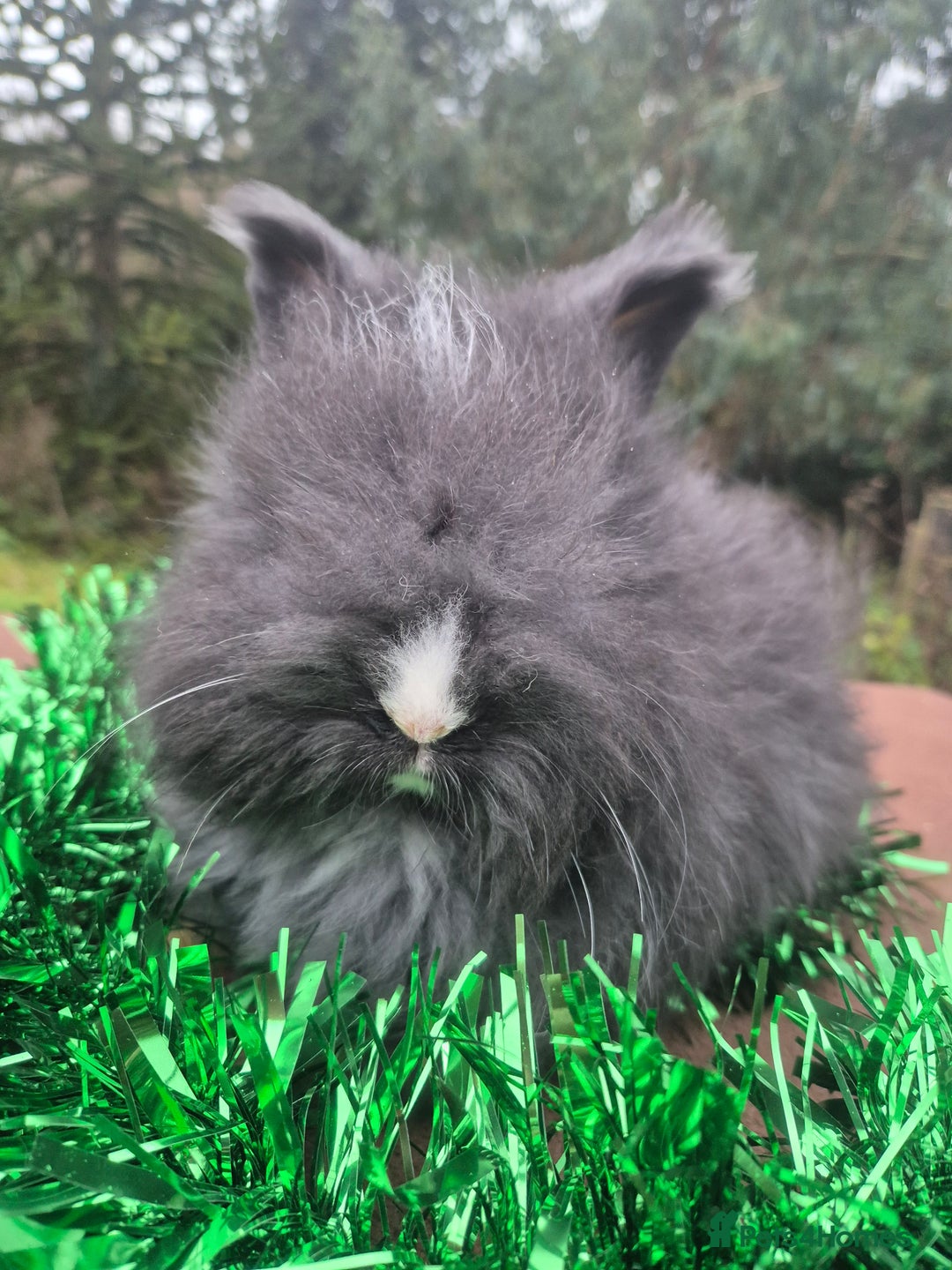 Angora rabbits for sale: 🧡 fulled faced imported parents 🇫🇷 bunnies 🧡 - Advert 16