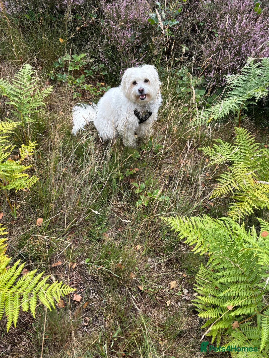 Mixed Breed dogs for sale: Zeus Exceptional Maltese x Whippet   - Advert 3