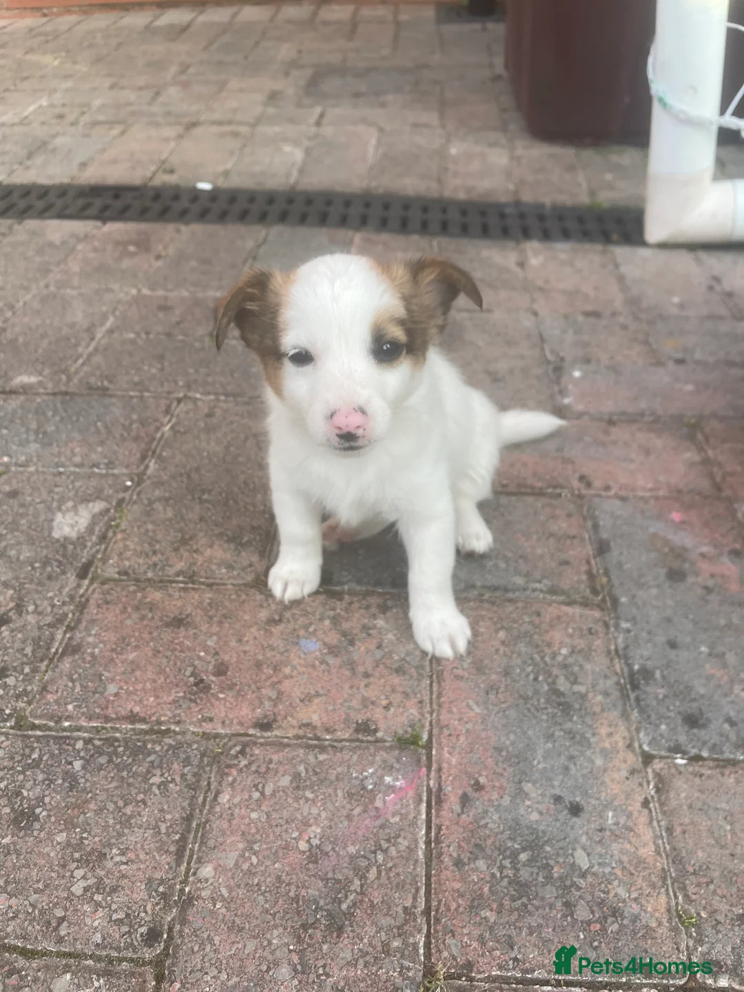Mixed Breed dogs for sale: Last  beautiful girl puppy Lila  - Advert 2