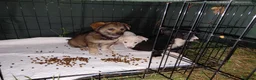 Mixed Breed dogs for adoption: ARNY - a Sweet Little Boy for a Loving Home - Advert 9