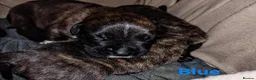 Mixed Breed dogs for sale: CANE CORSO X PRESA CANARIO PUPS £750 - Advert 15