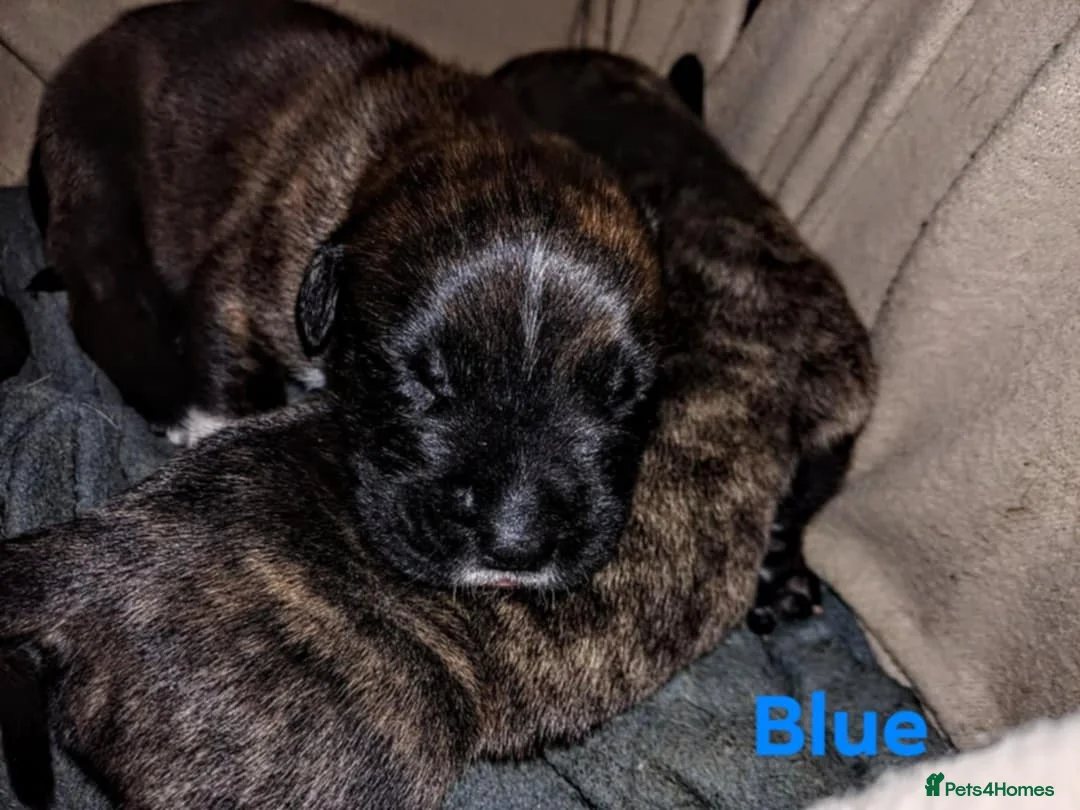 Mixed Breed dogs for sale: CANE CORSO X PRESA CANARIO PUPS £750 - Advert 15