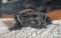 Labrador Retriever dogs for sale: High Quality Black Labrador Puppies - Image 12