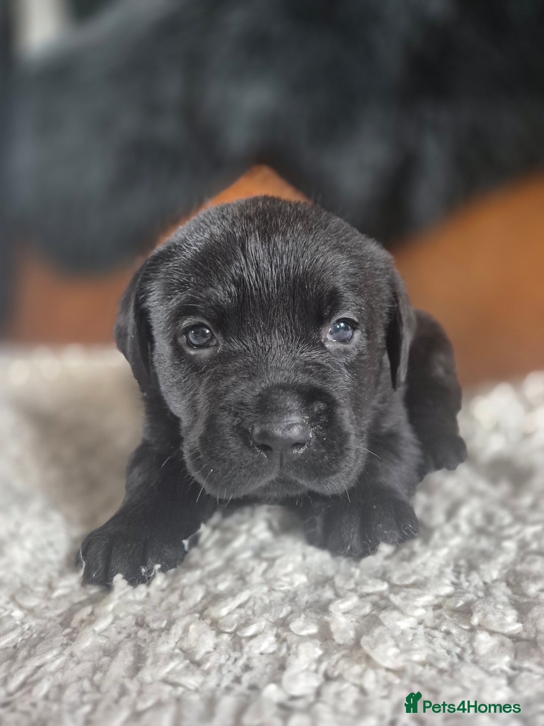 Labrador Retriever dogs for sale: High Quality Black Labrador Puppies - Image 12