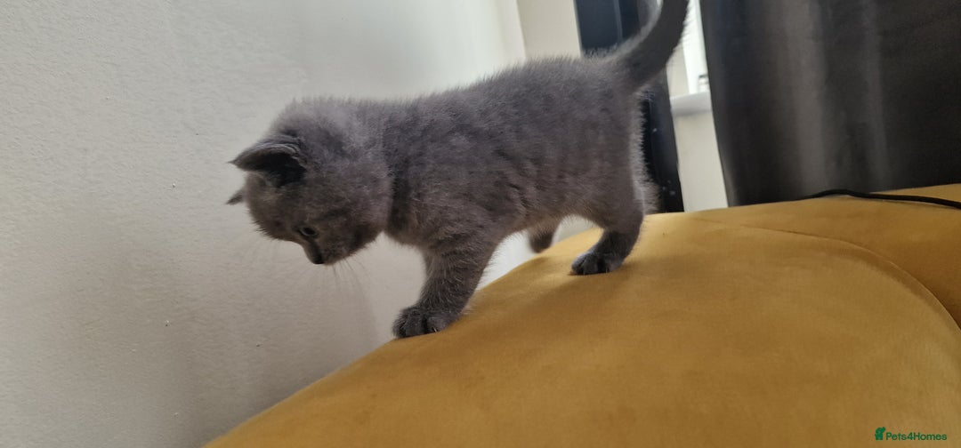 British Shorthair cats for sale: Kittens for sale - Image 10