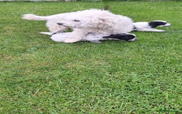 Poochon dogs for sale: 2 beautiful poochon girls - Image 12