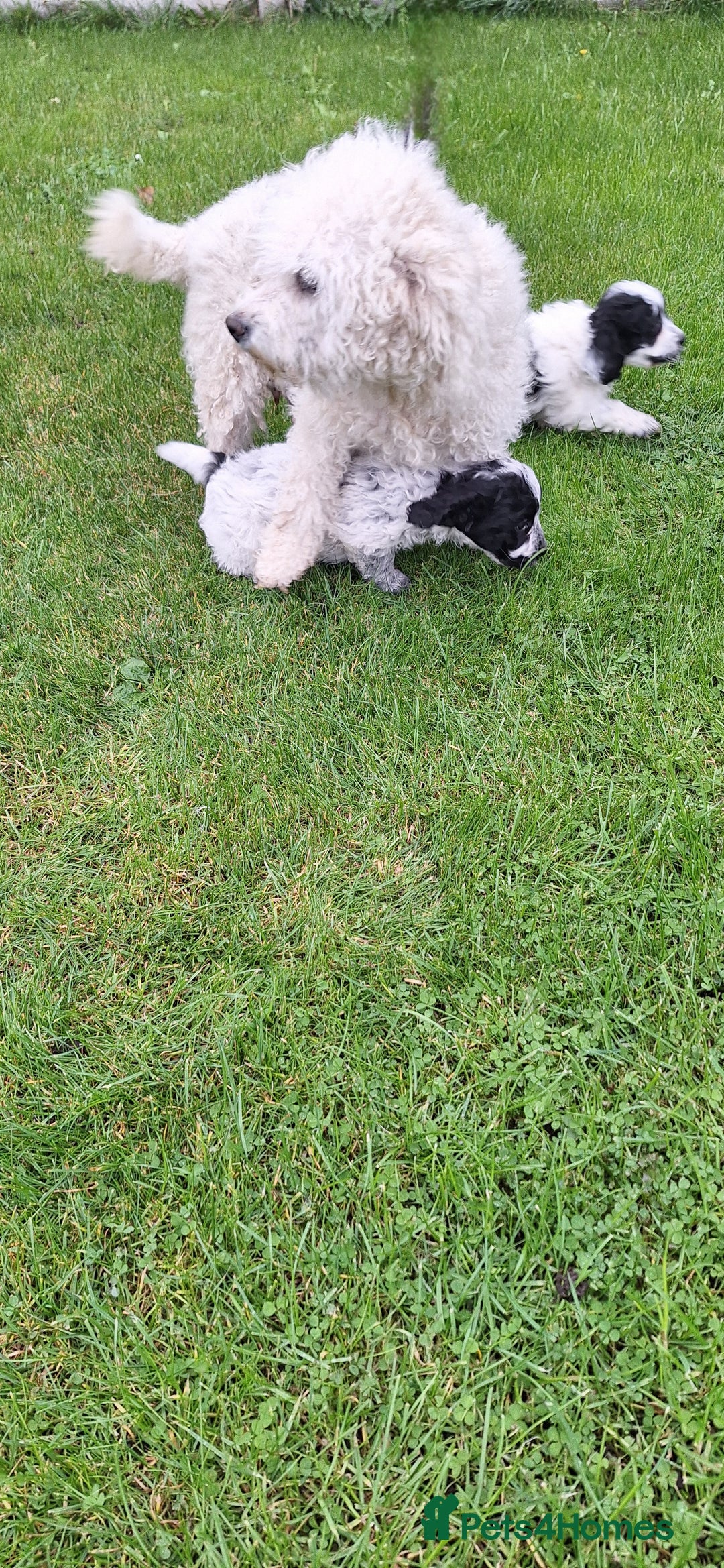 Poochon dogs for sale: 2 beautiful poochon girls - Image 12