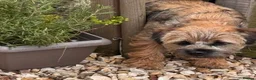Border Terrier dogs for sale: KC registered young female Border Terrier - Advert 3