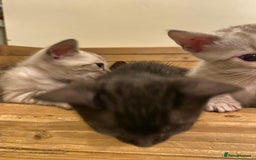 Bengal cats for sale: 🔥✨ Pedigree TICA-Registered Bengal Kittens - Image 32