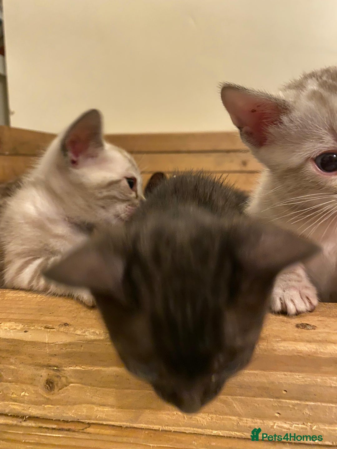 Bengal cats for sale: 🔥✨ Pedigree TICA-Registered Bengal Kittens - Image 32