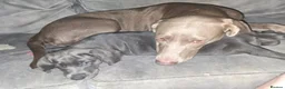 Mixed Breed dogs for sale: F2b labmaraner  - Advert 14