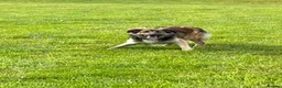 Border Collie dogs for sale: 9 week old Border Collie puppies - Advert 4