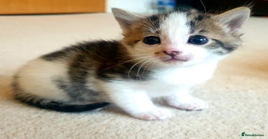 Mixed Breed cats - Advert 6