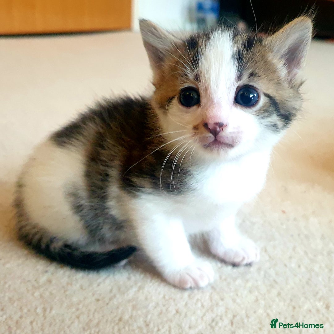 Mixed Breed cats for sale: Sweet Black & White & Tabby Kittens - Image 2
