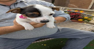 Jack Russell dogs - Advert 5