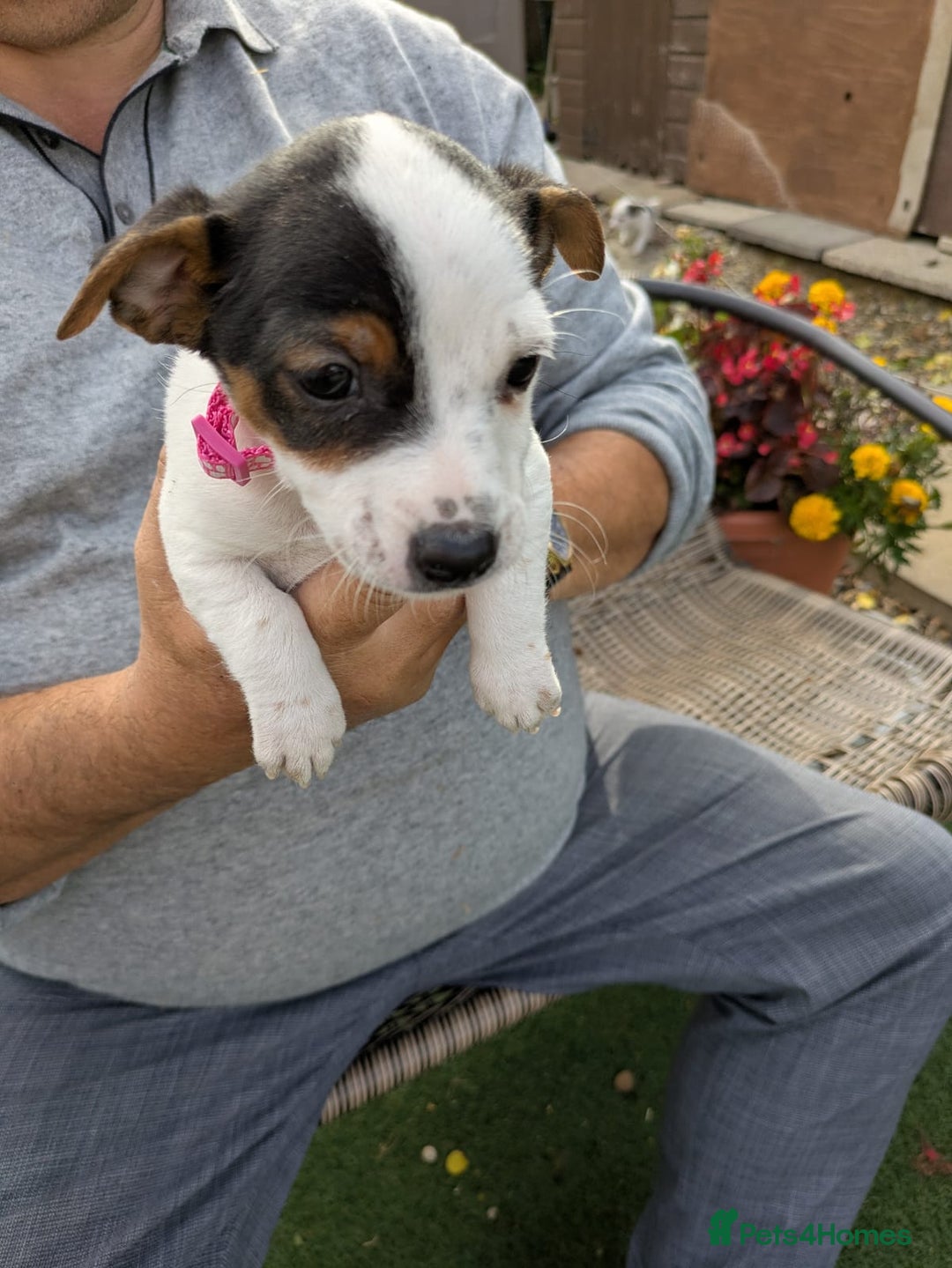 Jack Russell dogs for sale: Jack Russel puppies  - Image 2