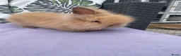Lionhead rabbits for sale: Double maned lionhead babies ready for loving home - Advert 4