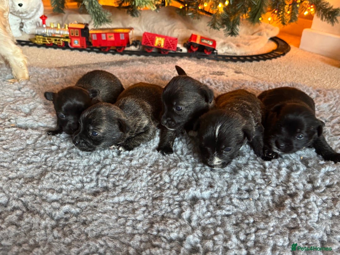 Mixed Breed dogs for sale: West highland cross Scottish terriers - Advert 2