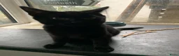 Mixed Breed cats for sale: Adorable kittens - Advert 3