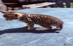 Mixed Breed cats for sale: healthy mixed kittens  - Image 4