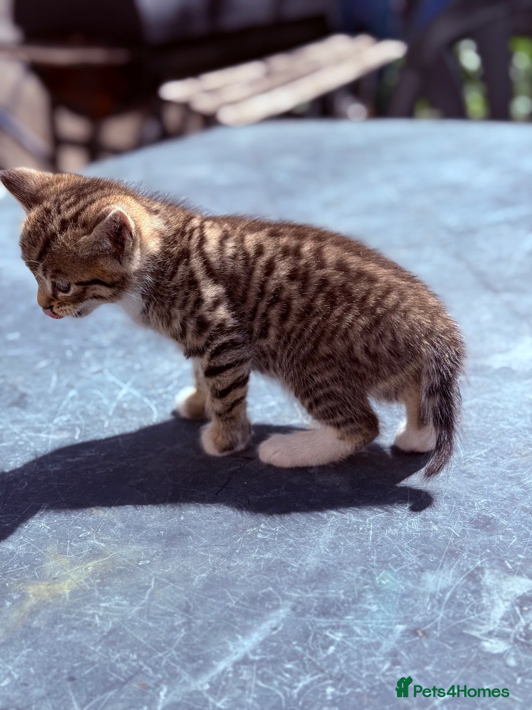 Mixed Breed cats for sale: healthy mixed kittens  - Image 4