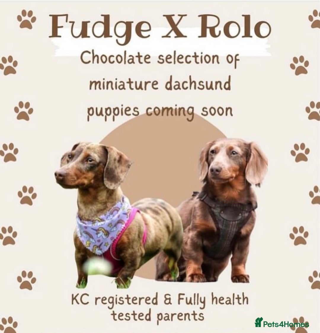 Miniature Dachshund dogs for stud: KC registered fully health tested stud  in Birmingham - Advert 5