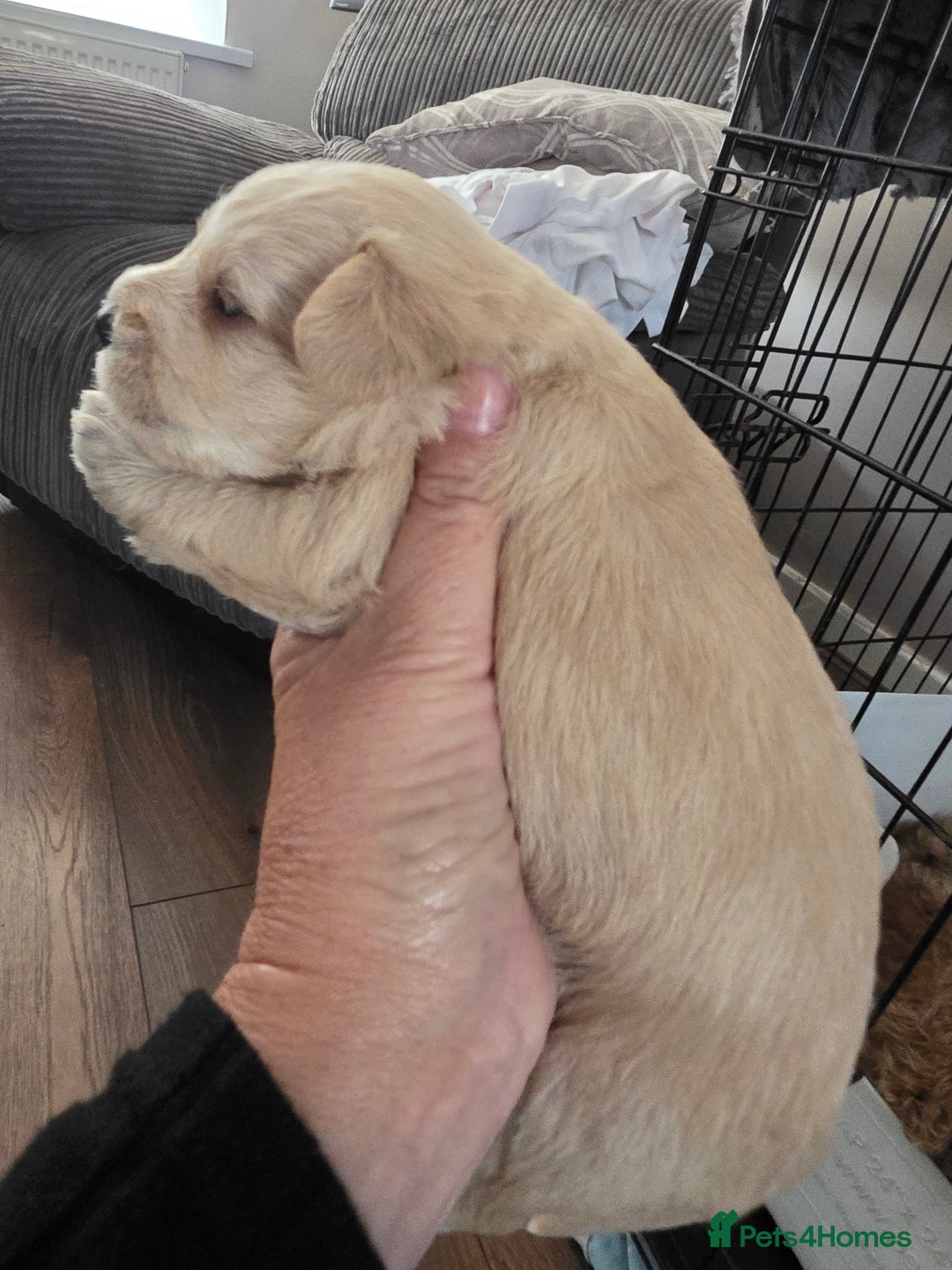Mixed Breed dogs for sale: Schnockerpoo's - Image 4