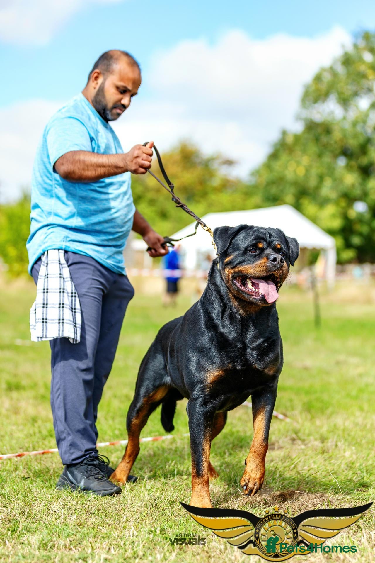Rottweiler dogs SUPERB TOP QUALITY KCROTTWEILER FOR STUD **(ACE)** - Advert 1