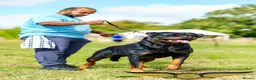 Rottweiler dogs for stud: SUPERB TOP QUALITY KCROTTWEILER FOR STUD **(ACE)** - Advert 1