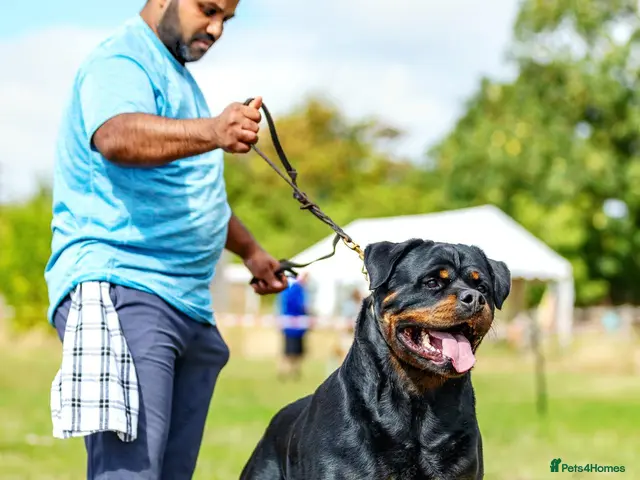 Rottweiler dogs for stud: SUPERB TOP QUALITY KCROTTWEILER FOR STUD **(ACE)** - Advert 1