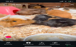 Guinea Pig rodents for sale: Pairs of guinea pigs for sale  - Image 4