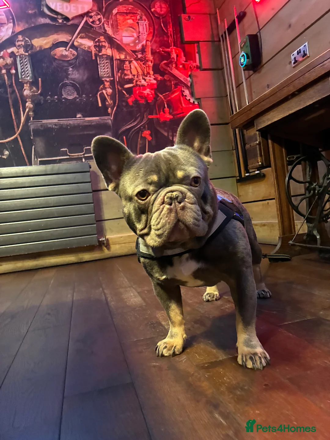 French Bulldog dogs for stud: French Bulldog - Advert 3