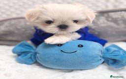 Maltese dogs for sale: 🌟Just One Left 🌟Bambelina Maltese🌟 - Image 27