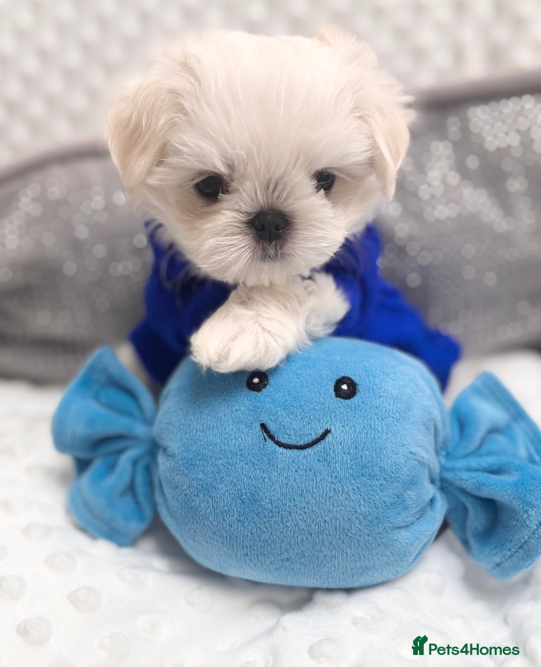 Maltese dogs for sale: 🌟Just One Left 🌟Bambelina Maltese🌟 - Image 27