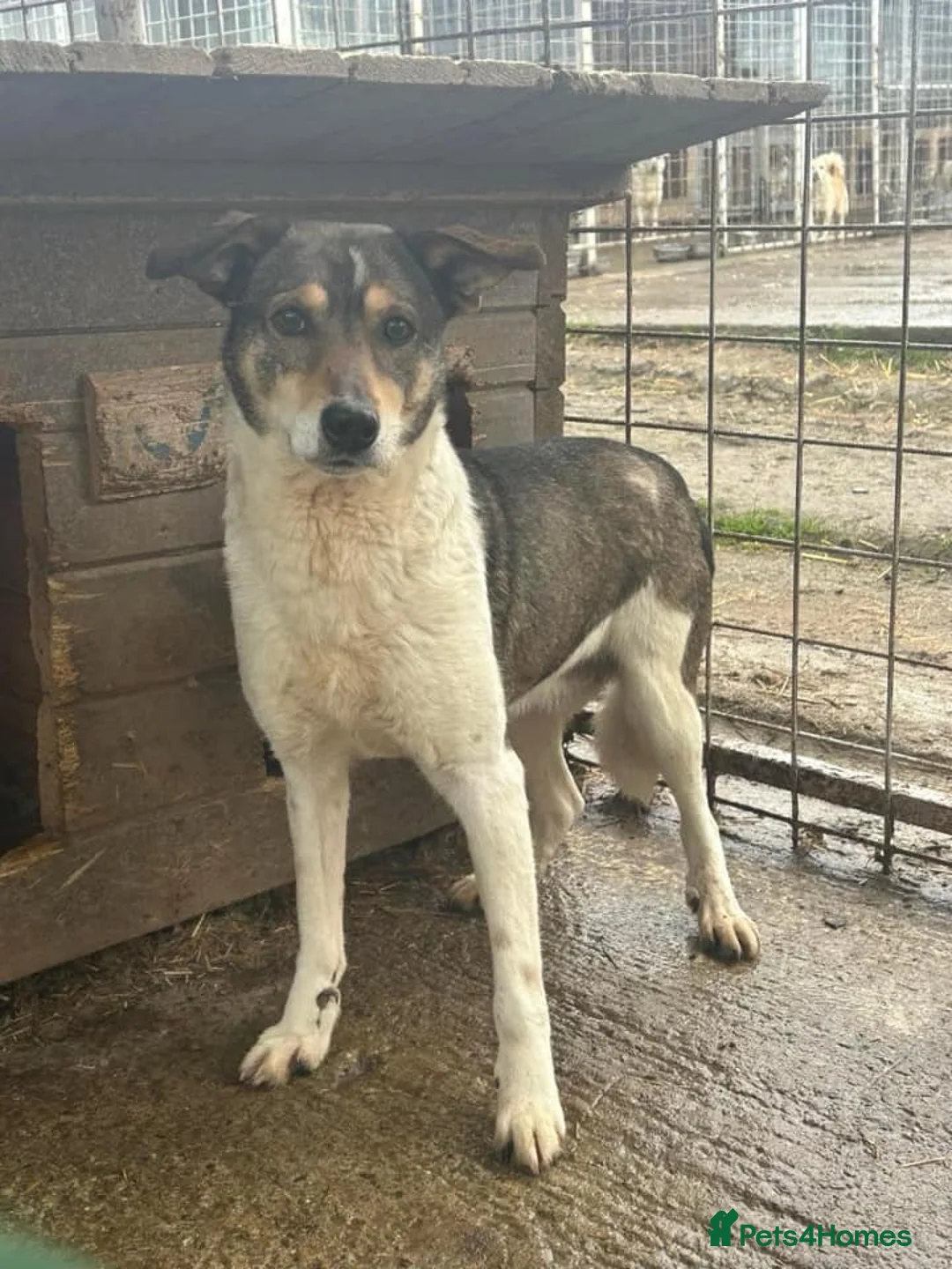 Mixed Breed dogs for adoption: Benjamin - Norwich Norfolk  in Norwich - Advert 5