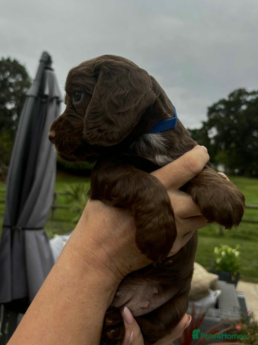 Cocker Spaniel dogs for sale: Cocker Spaniel Purebred Puppies Bitches available - Image 13