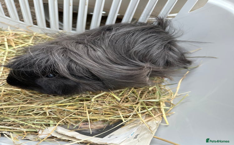 Guinea Pig rodents - Advert 11