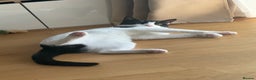 Domestic Shorthair cats for sale: Lovely Tuxedo Cat - Advert 5