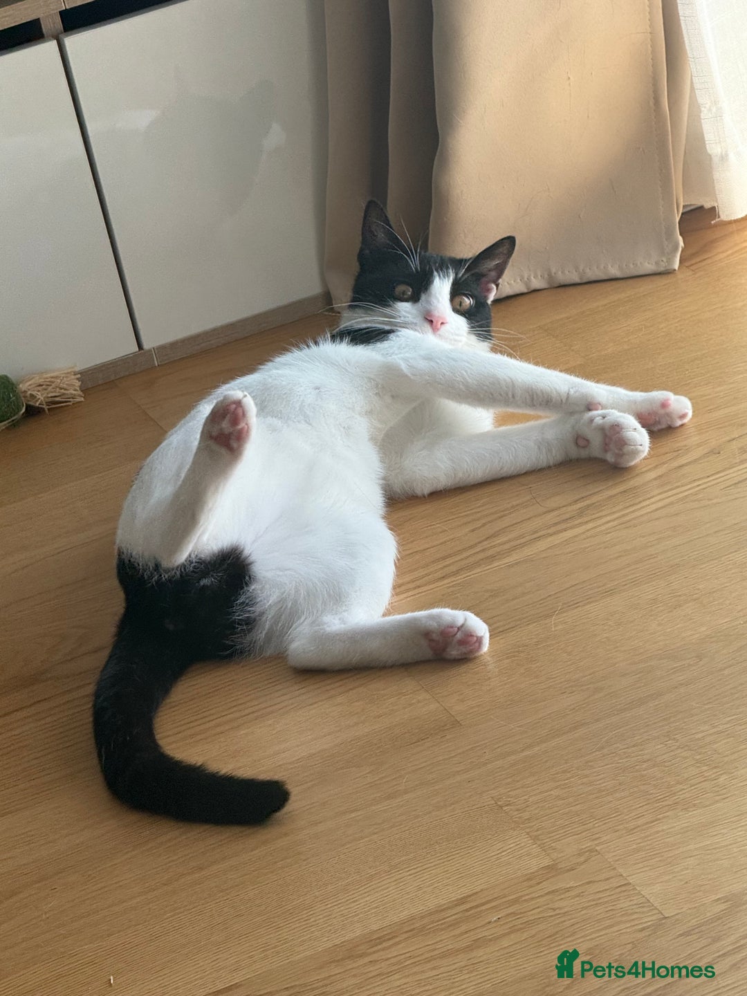 Domestic Shorthair cats for sale: Lovely Tuxedo Cat - Advert 5