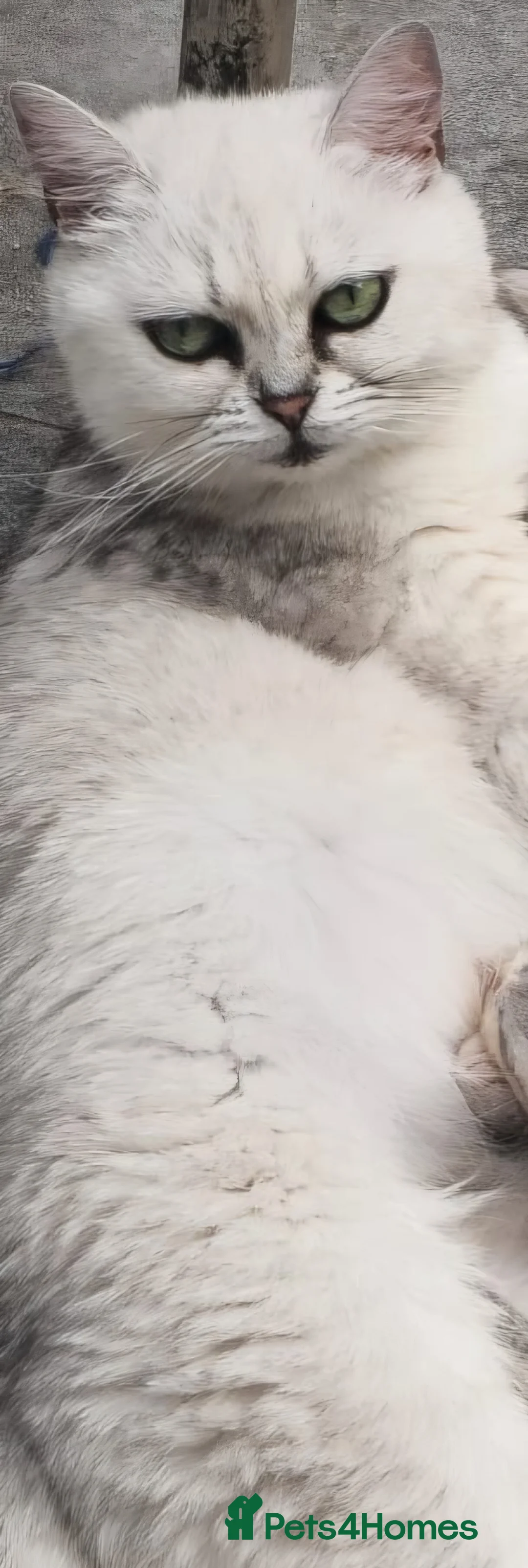 Mixed Breed cats for sale: Snow-white bsh/Persian cat - Advert 2