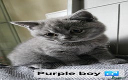 British Shorthair cats for sale: Beautiful Pedigree British short hair kittens🐈 in Buckhurst Hill - Image 12